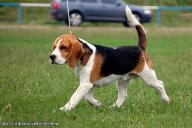 Szephegyi Szimat Brendon