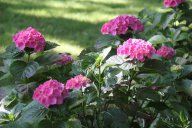 image 46-jpg