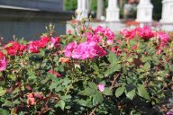 image 58-jpg