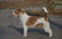 Руби днепр