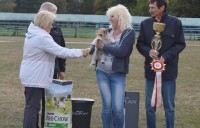 14.08.2016, FCI — CAC  UA
Rubi Rose Omri Relizan — Лучшая собака выставки!